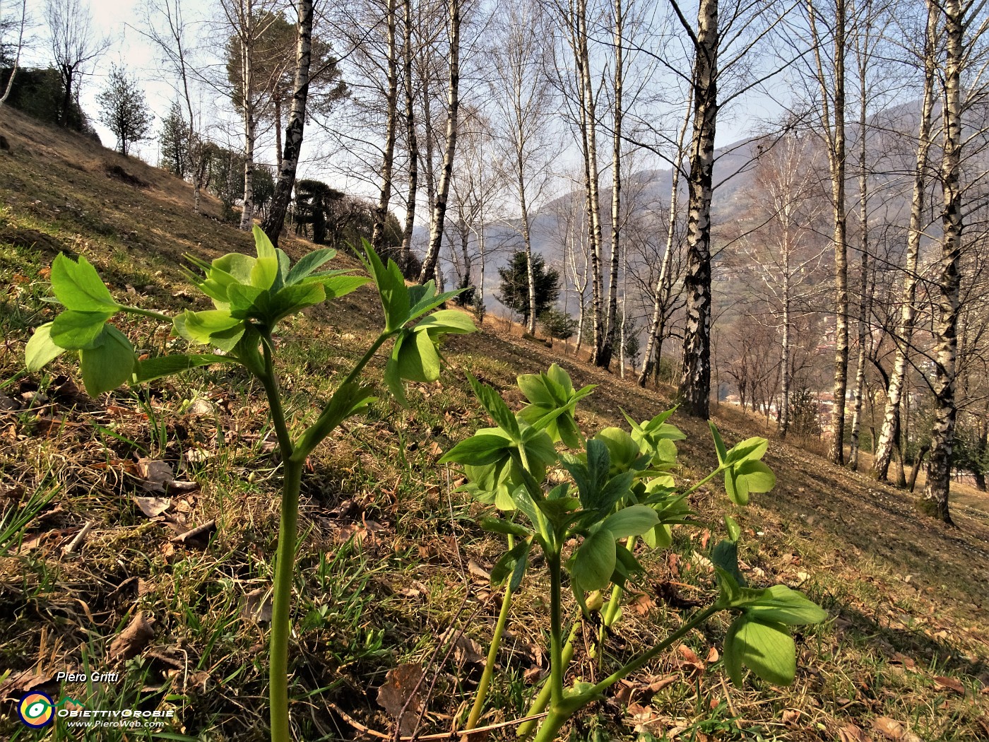 15 Elleboro verde (Helleborus viridis) al roccolo sopra la Corna di Zogno.JPG